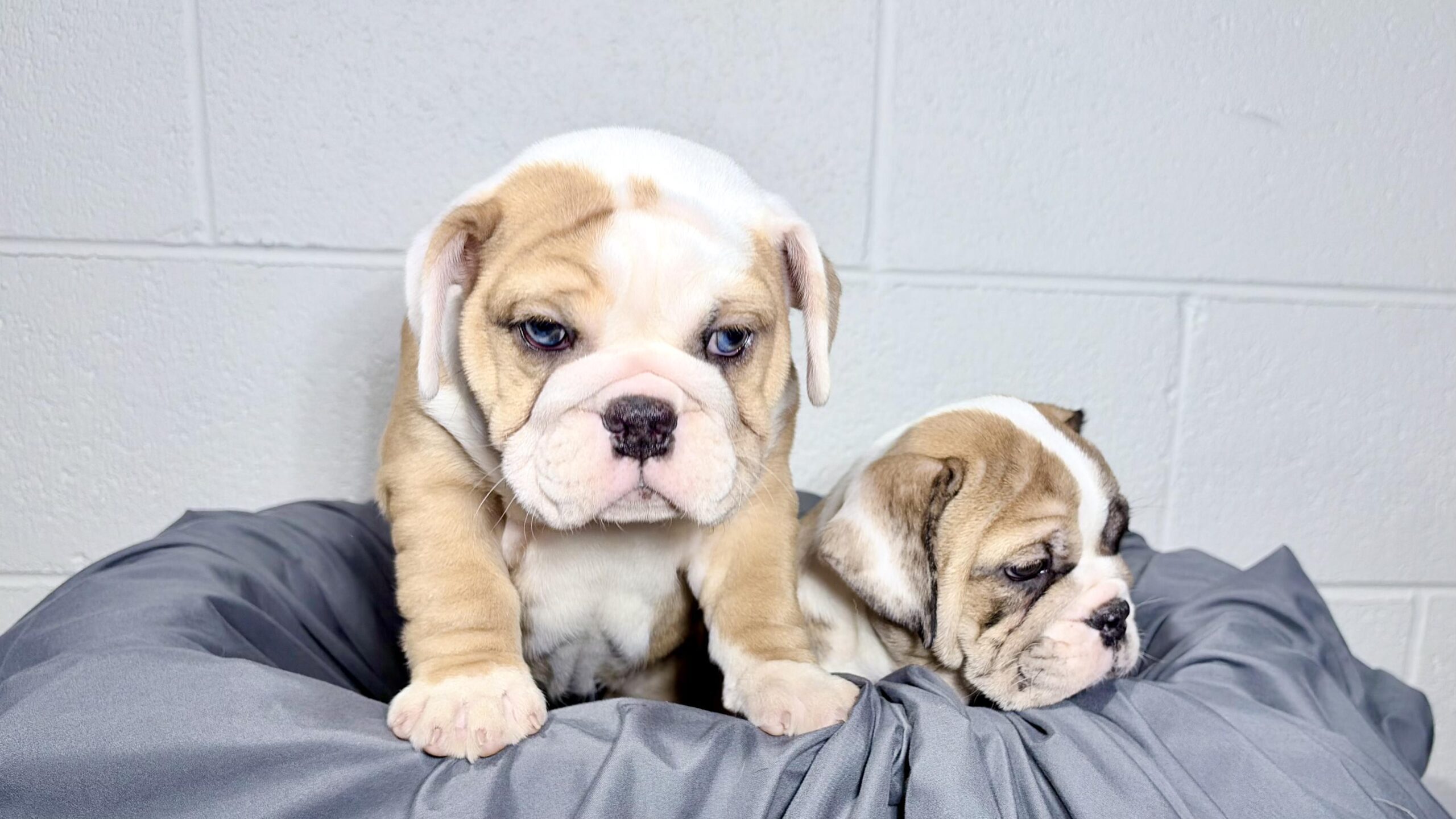 Two mini Bulldog puppies posing on a grey blanket