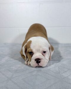 Brown and white mini Bulldog puppy for sale at Heart Strong puppies