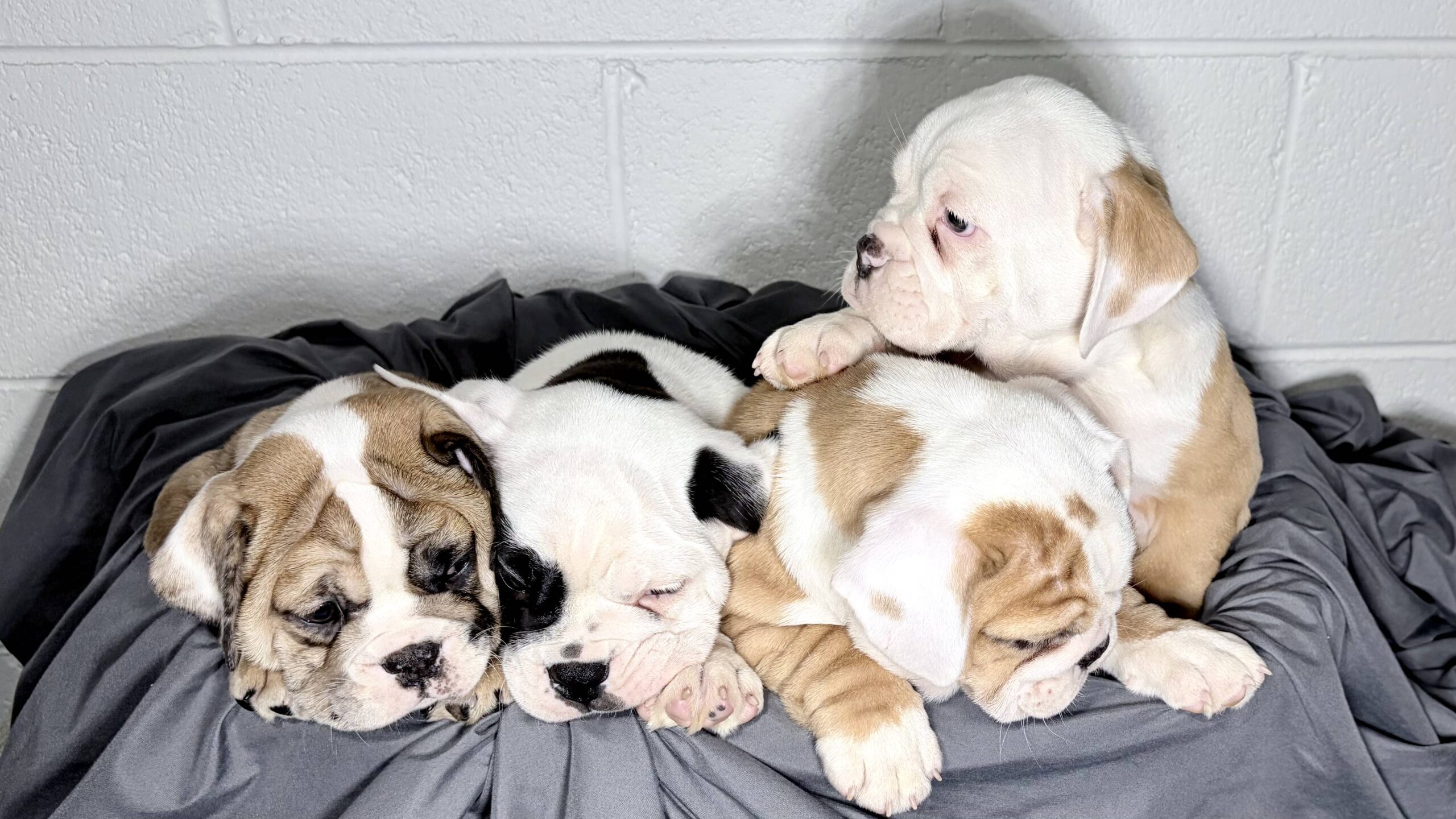 Beabull puppies for sale at Heart Strong Pups