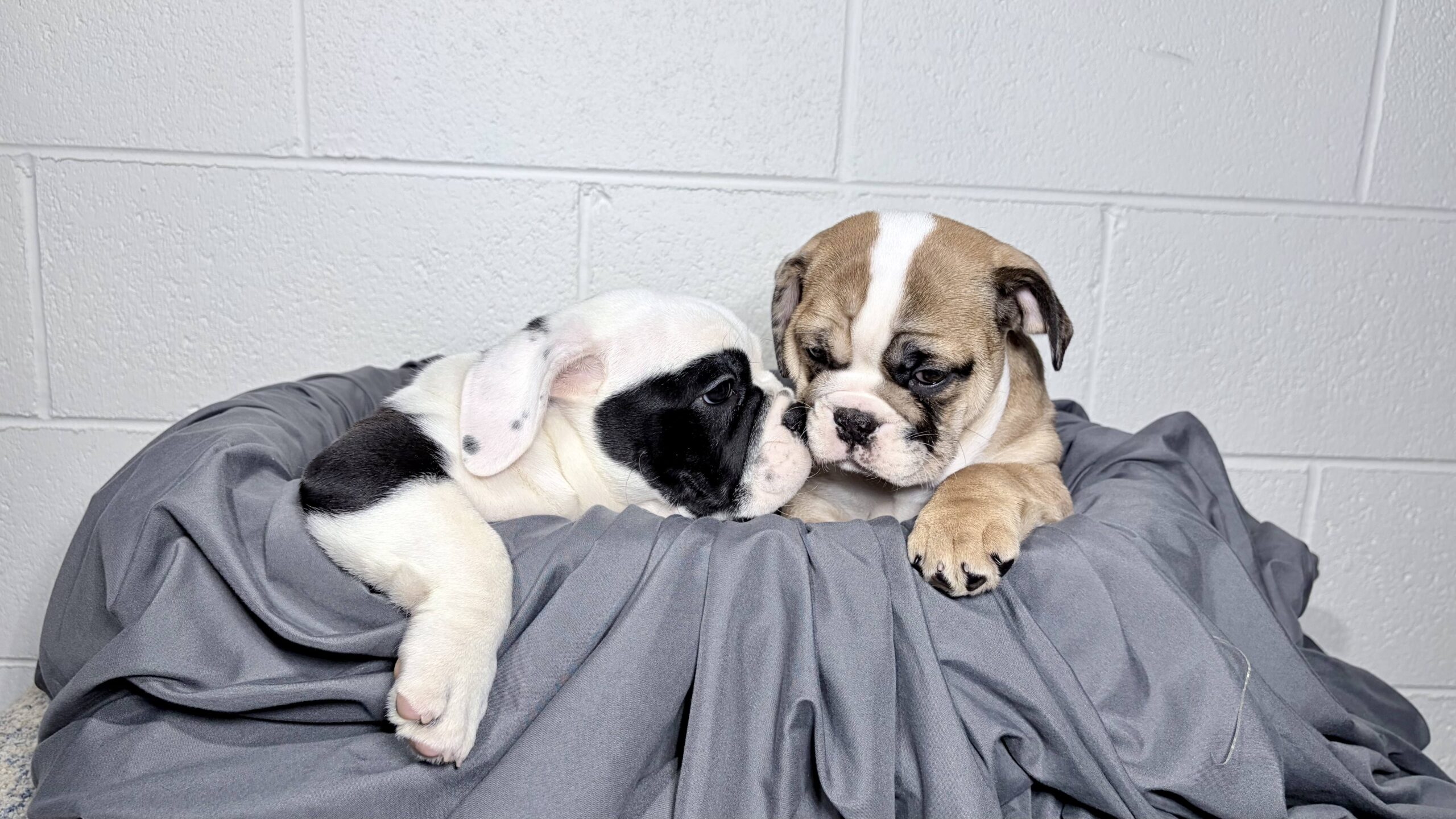 Two mini english bulldogs touching noses