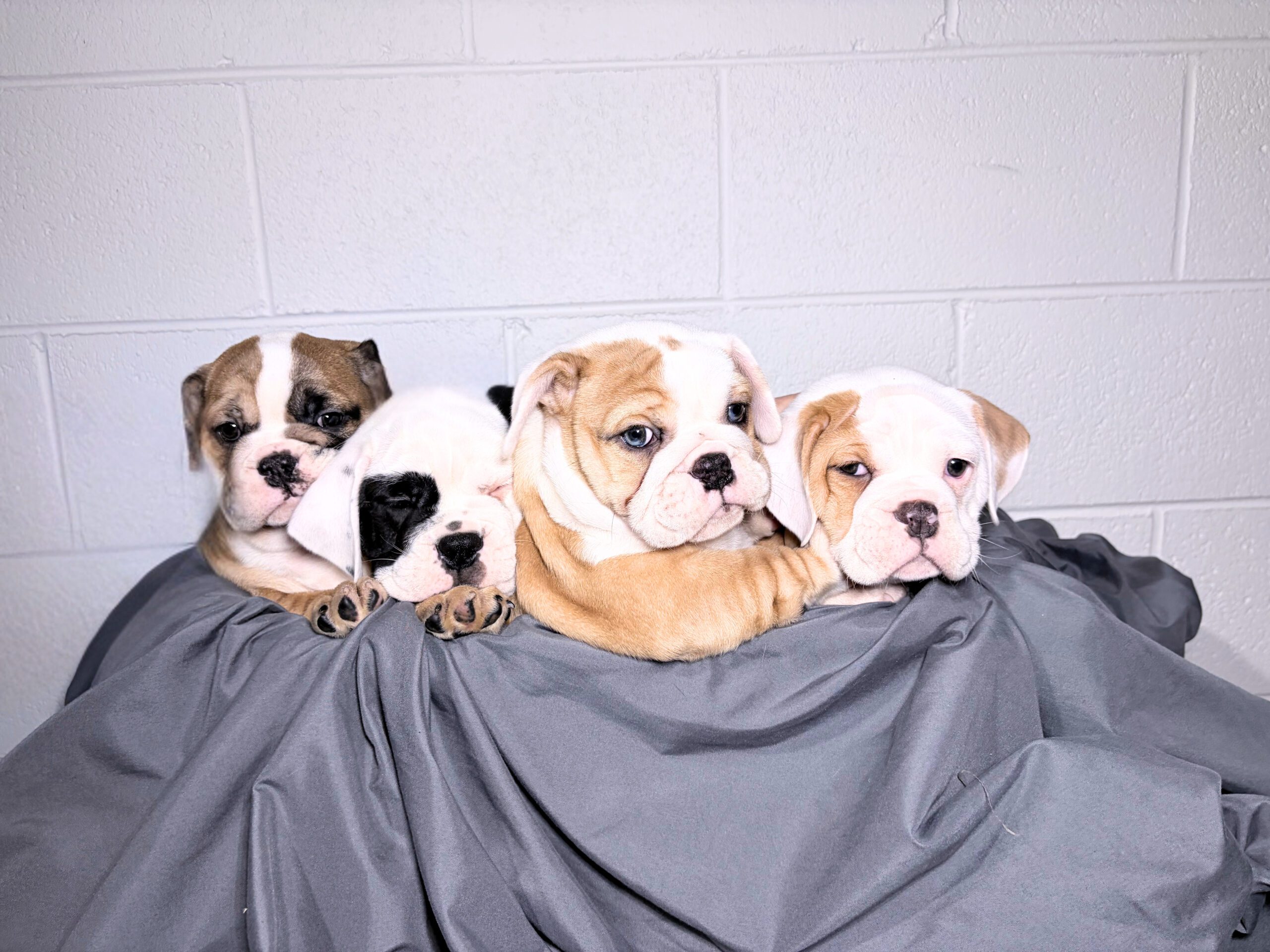 Four mini Bulldog puppies of different coat colors standing next to each other