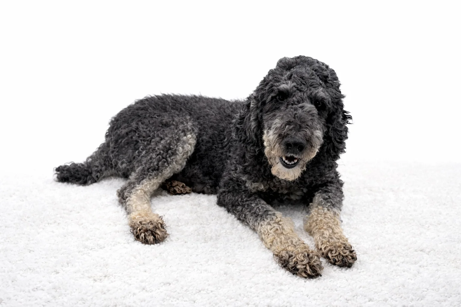 A mini Poodle, black and Tan