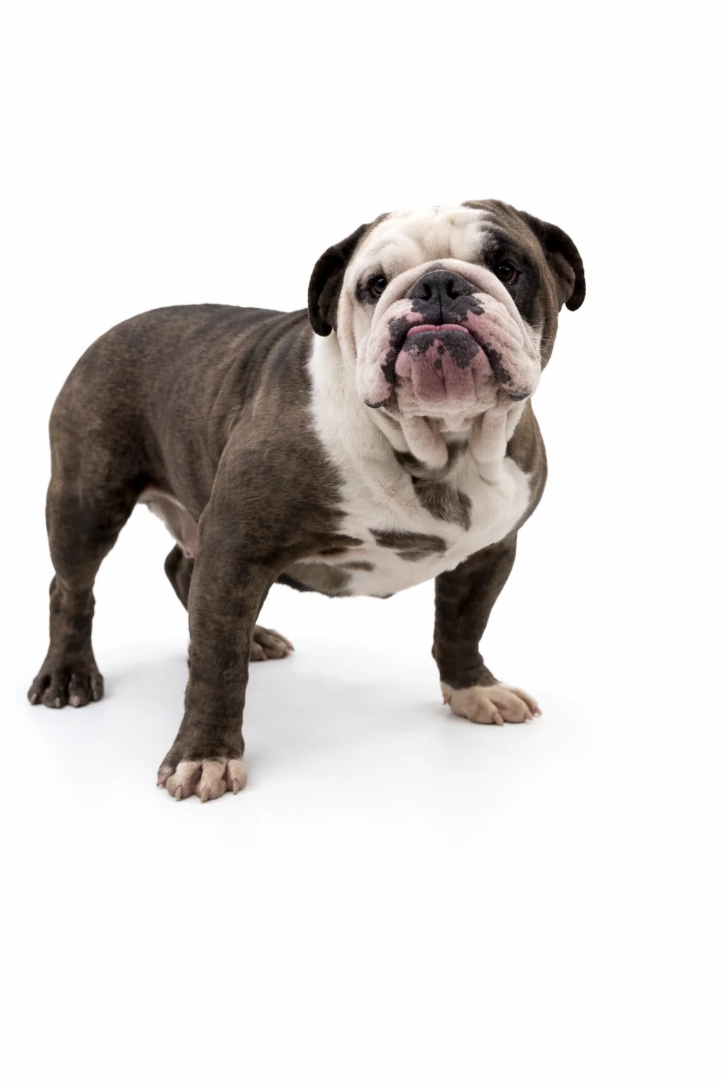 Dark Brown and White English Bulldog