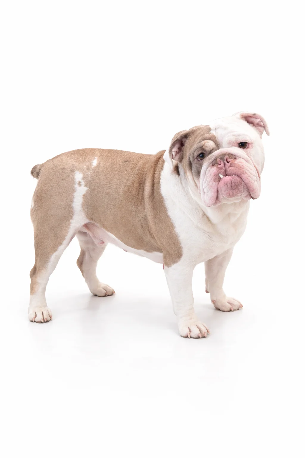 Lilac and White English Bulldog
