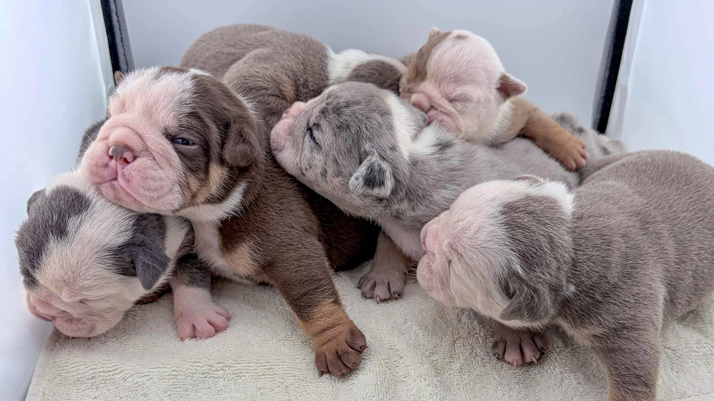 A litter of English Bulldog Puppies laying in their pen.