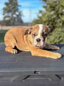 Brown and white mini bulldog puppy posing on a black table outside