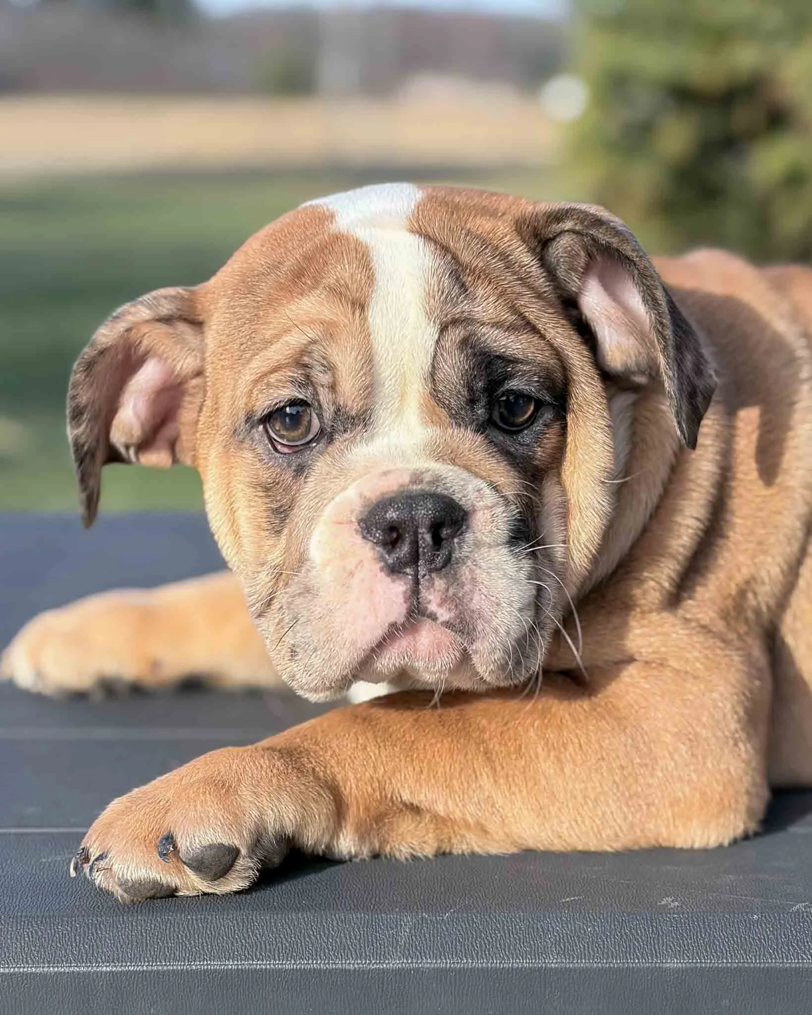 Beafull female puppy with white stripe on face
