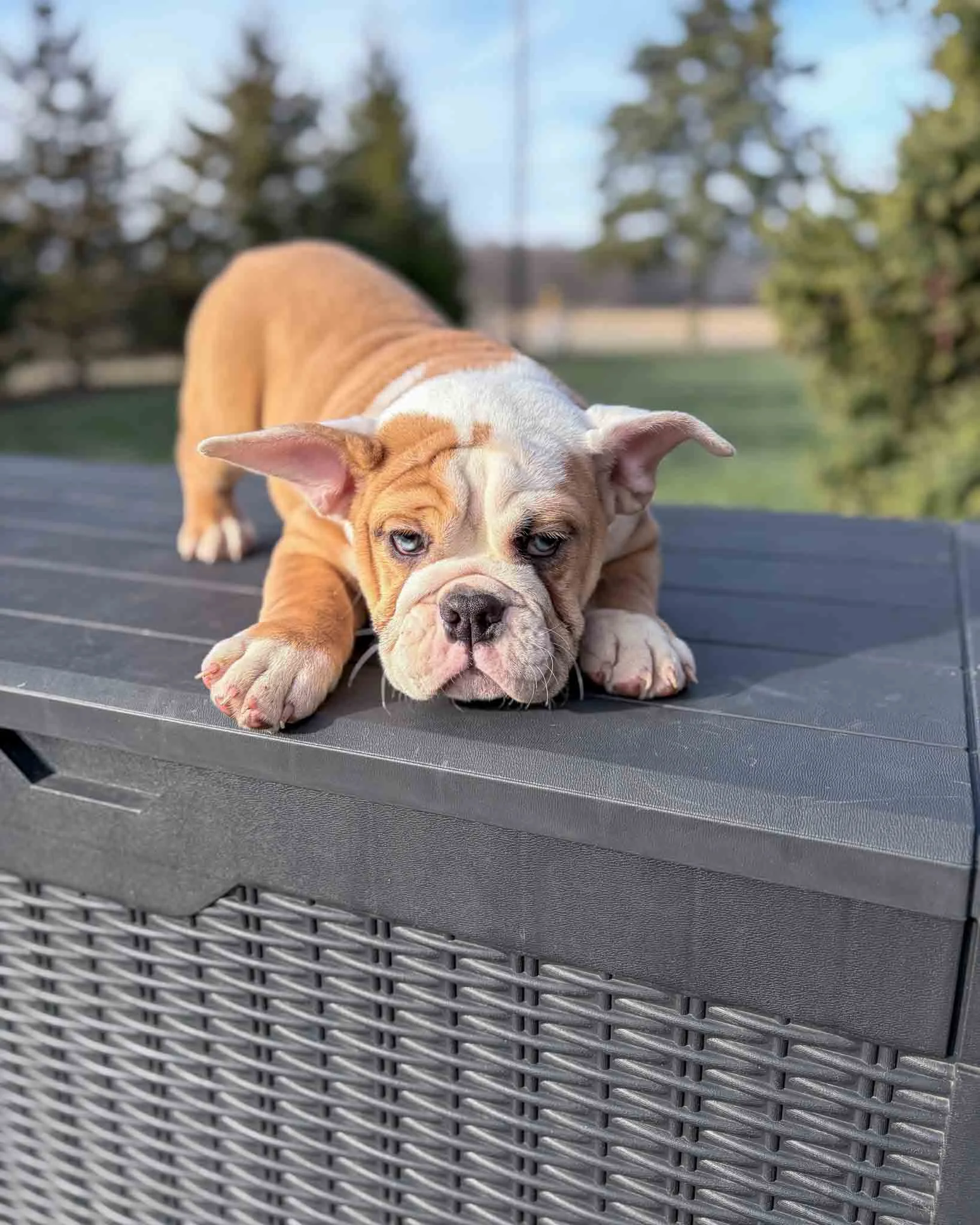 Brown and white mini Bulldog on top of a balck container