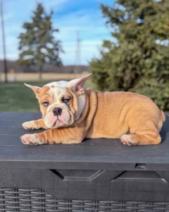 Brown and white mini Bulldog puppy with his ears up
