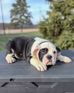 Black and white Mini English Bulldog lying down 