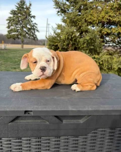 Beabull with a brown and white coat