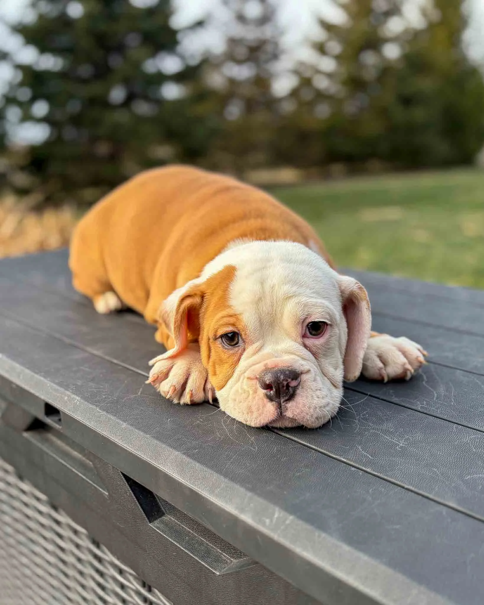 sweet face of a beabull poppy with white face