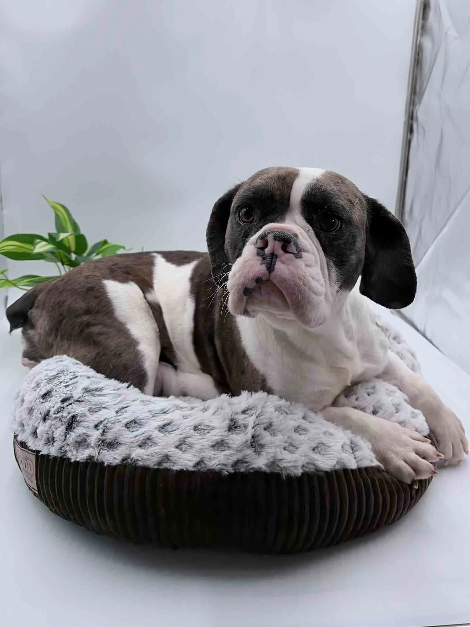 Adult Beabull laying in a small dog bed