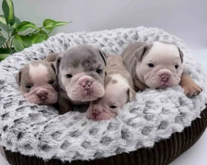 beabull puppies in a dog bed