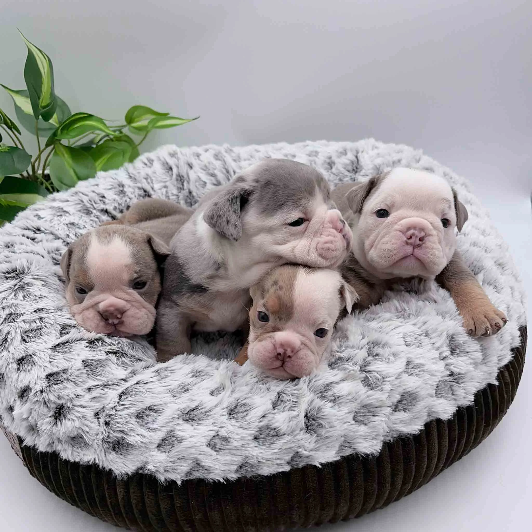 Newborn English Bulldog Puppies
