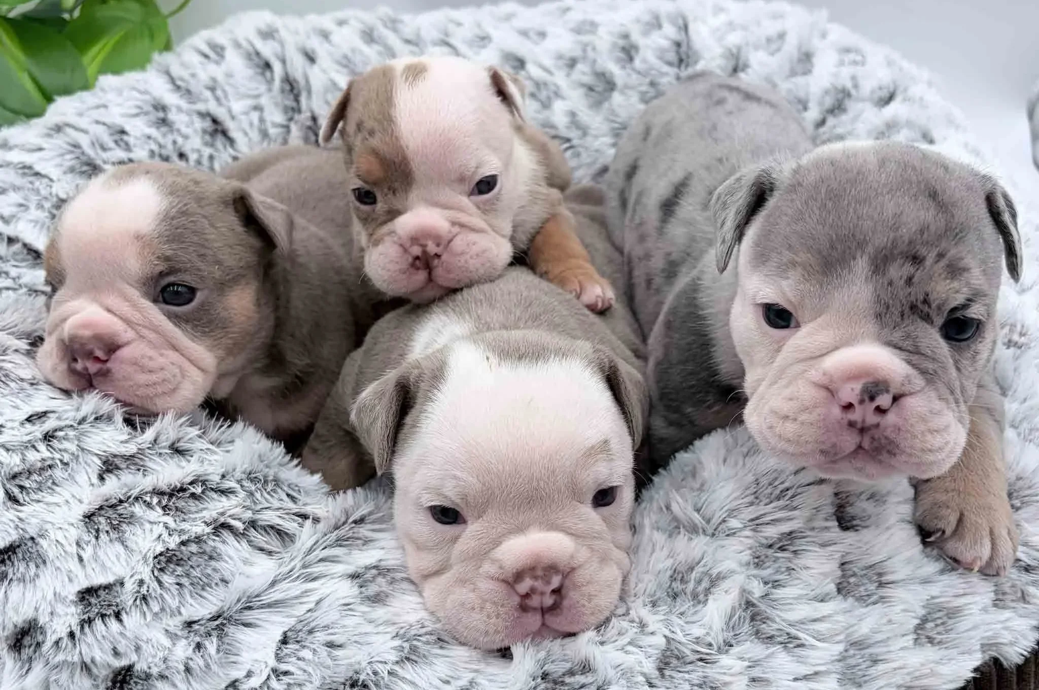 mini bulldog puppies in a dog bed