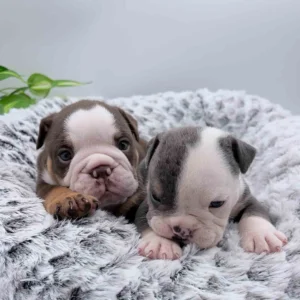 Two mini bulldog puppies in a grey dog bed