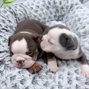Two newborn on a grey blanket