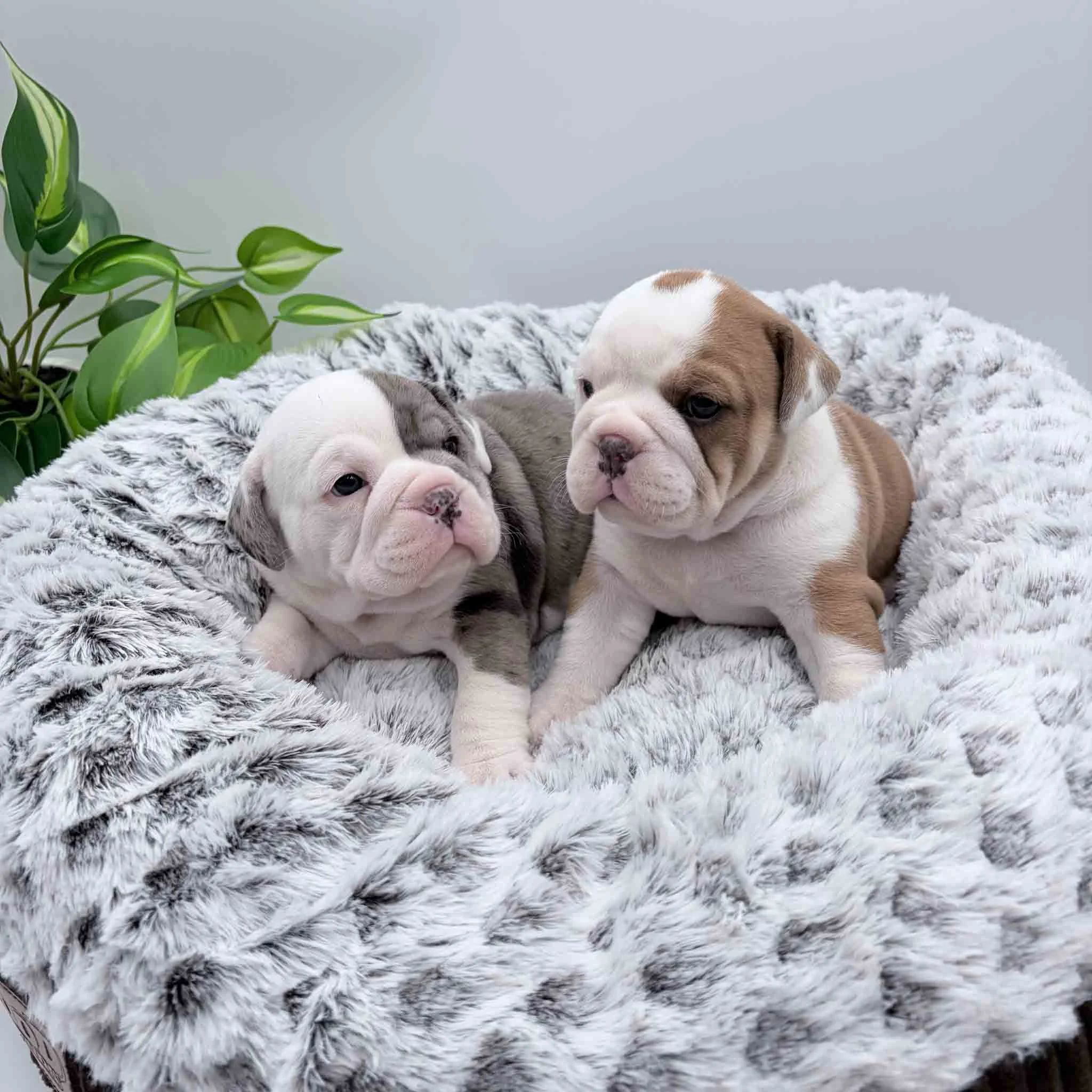 Newborn Beabull Puppies