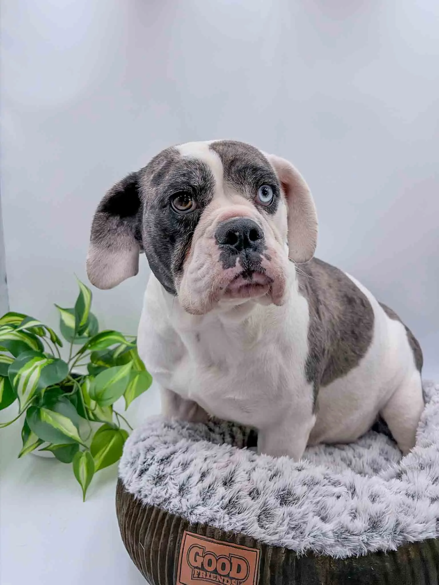 Star, the Beabull sitting in a dog bed