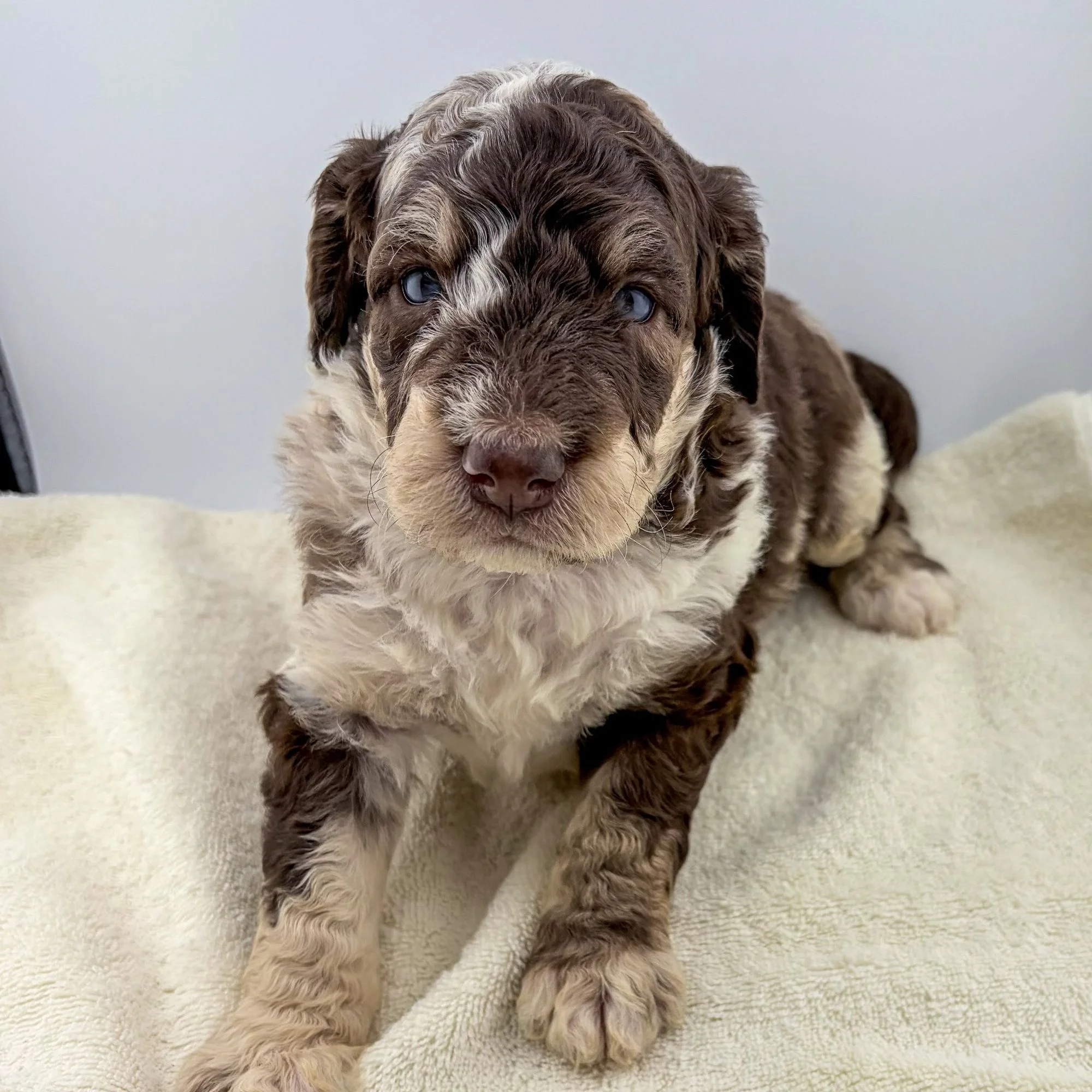cute mini bernedoodle puppies merle and black colorings sitting on white fabric