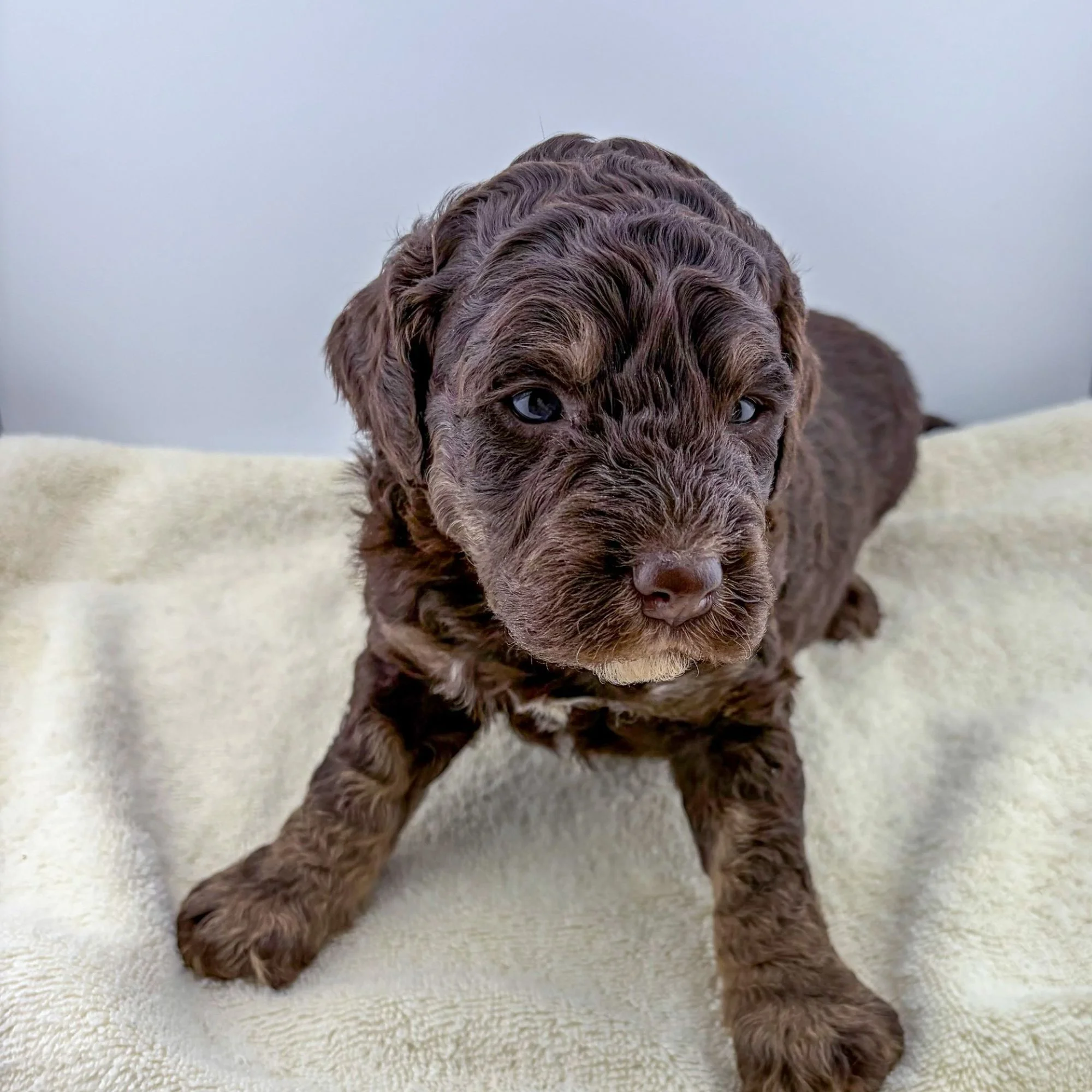 black mini bernedoodle puppy