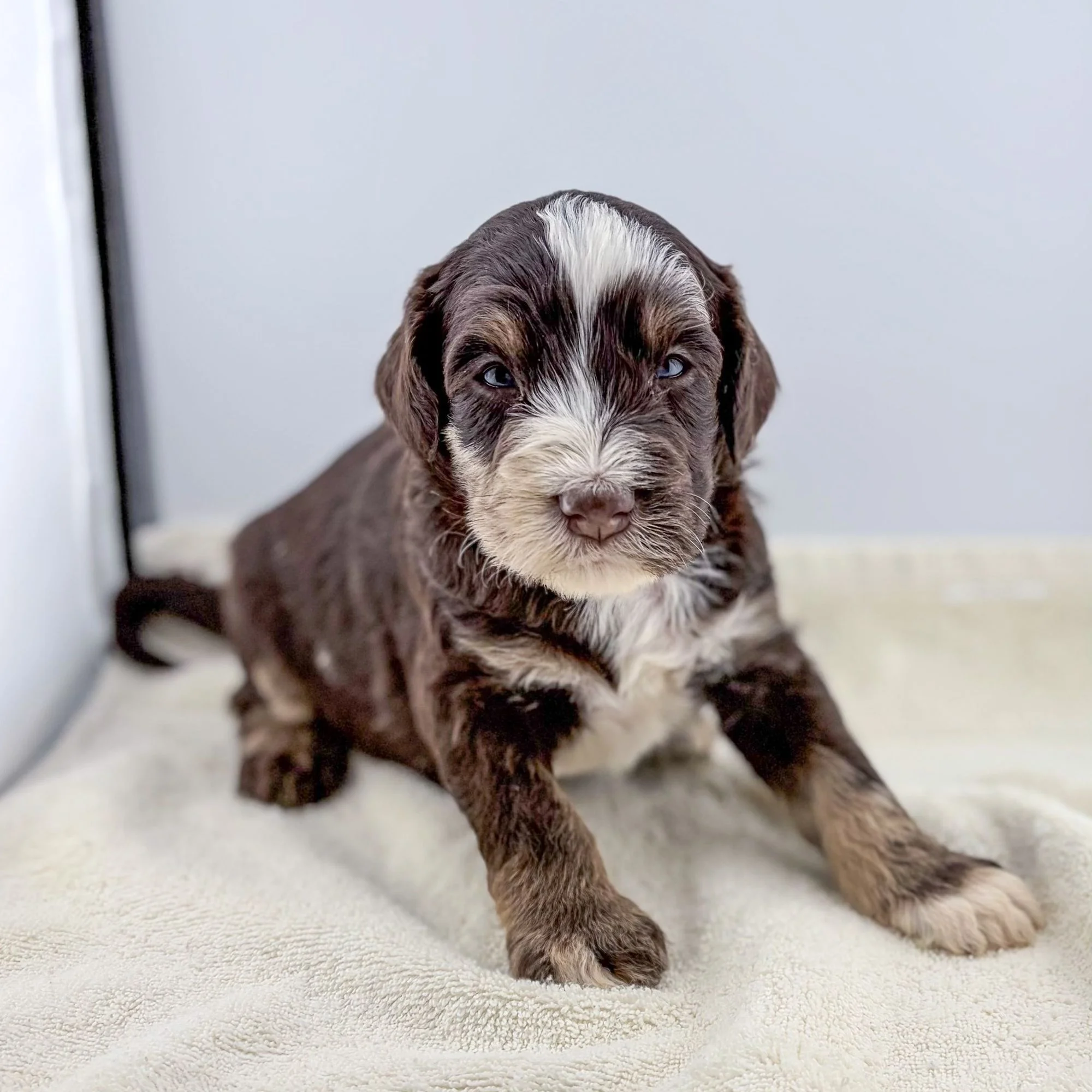 black and white mini bernedoodle puppies for sale