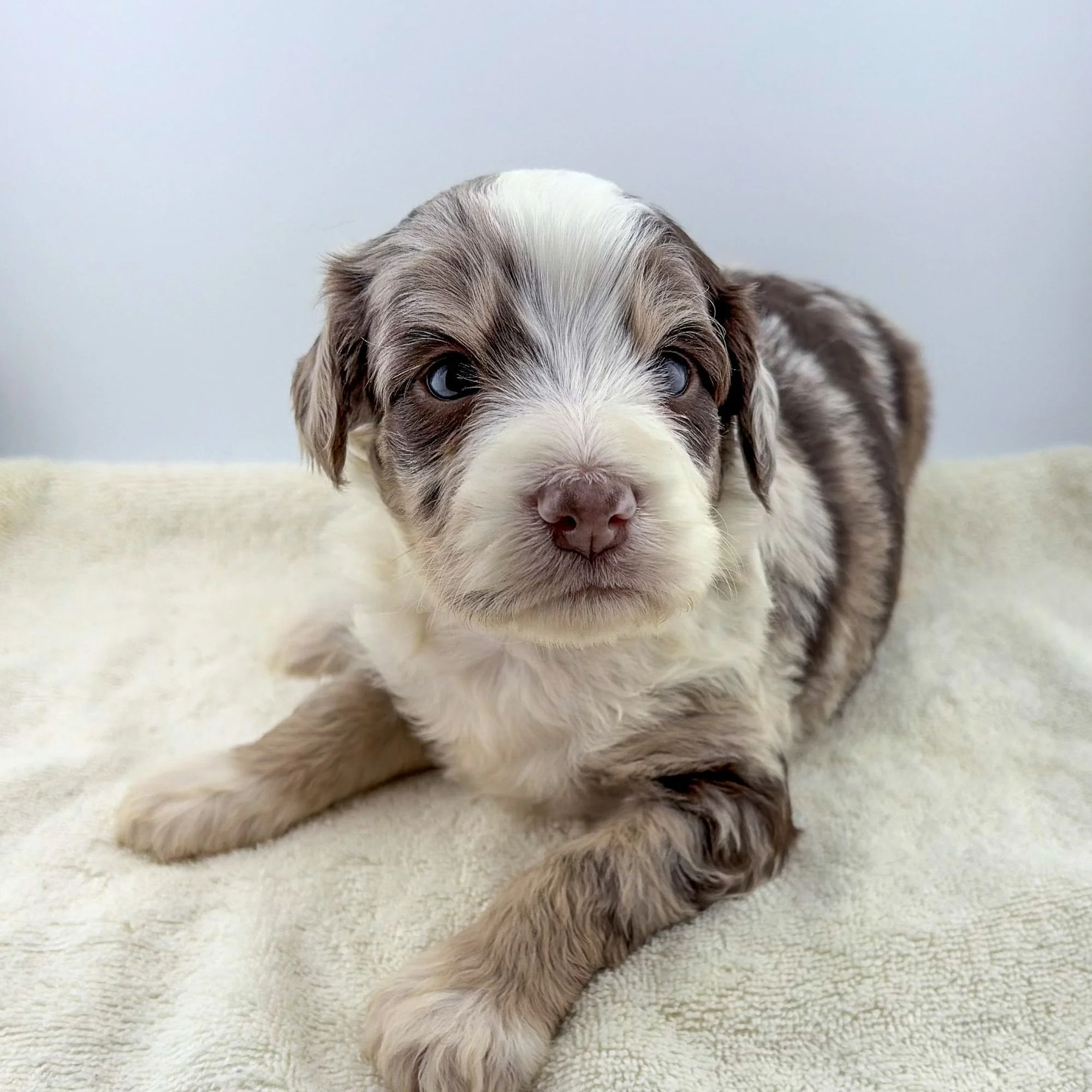 mini bernedoodle puppies for sale sitting on white blanket