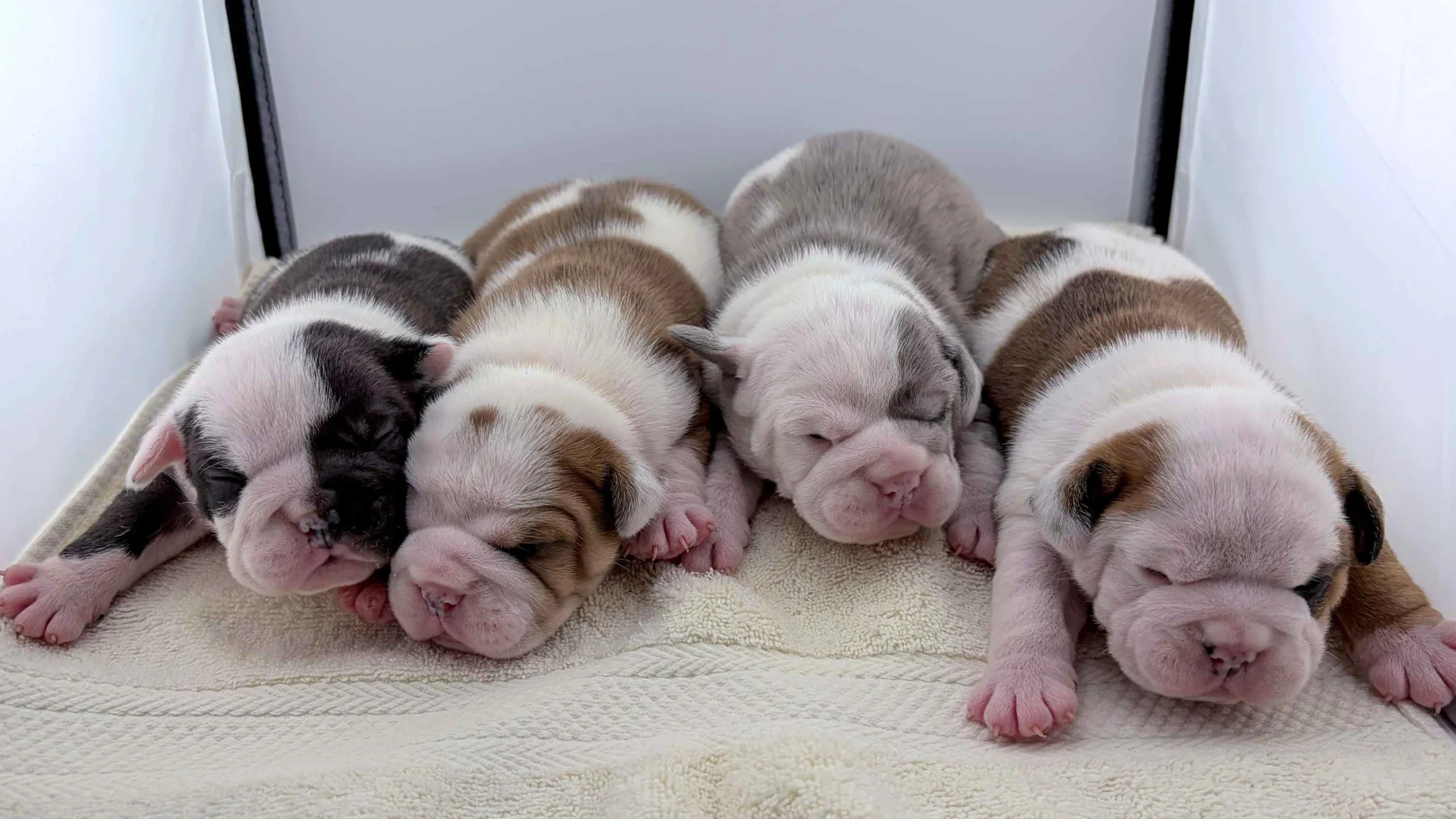 mini bulldog puppies litter of 4