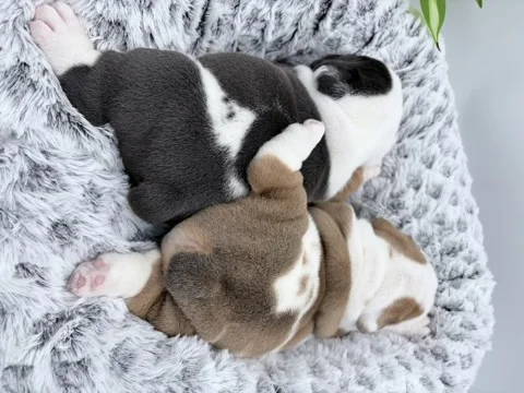 Puppy Best friends