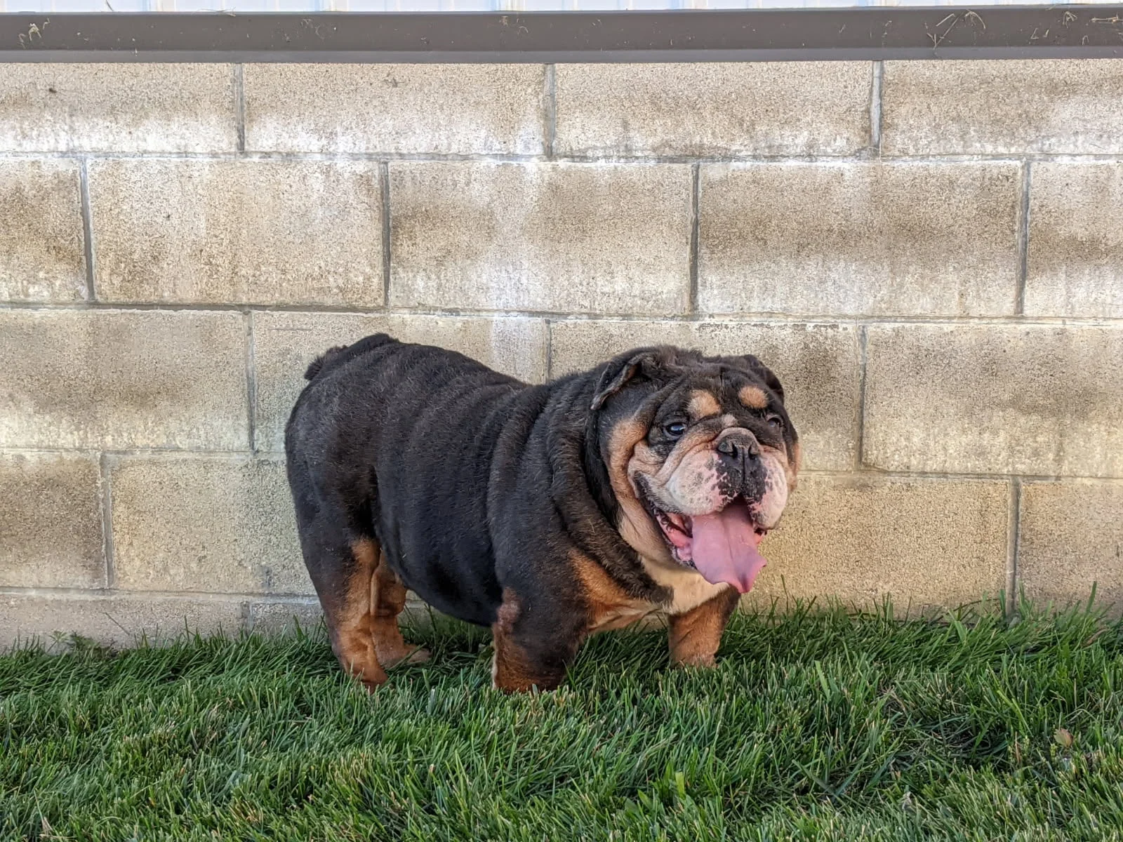 Adult Black and Tan dog with tongue hanging out.