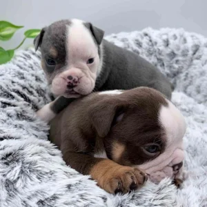 Two mini Bulldog puppies playing in a grey dog bed