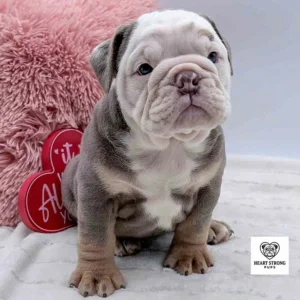 Mini bulldog puppy whose owner is wondering "how big does a mini Bulldog get"