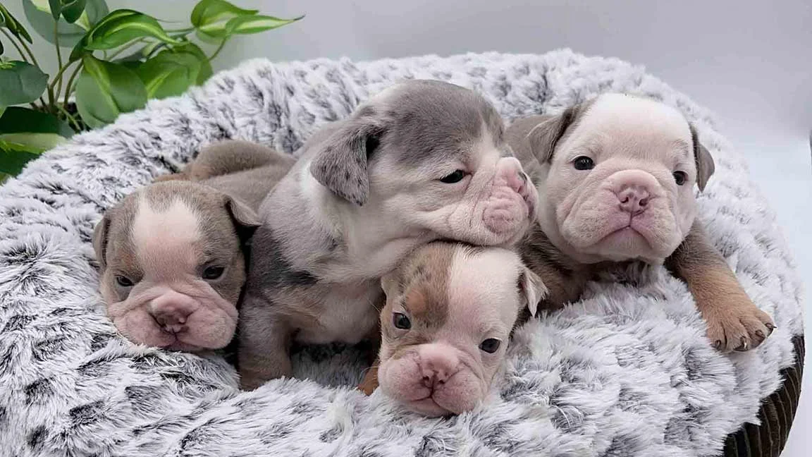 Mini bulldog puppies cuddling in a pile in a grey dog bed