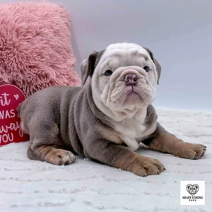 mini Bulldog puppy whose owner is probably wondering How long does a mini Bulldog live