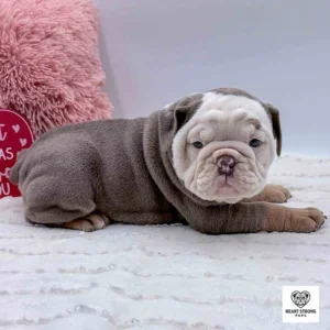 Mini bulldog lying down on a white blanket