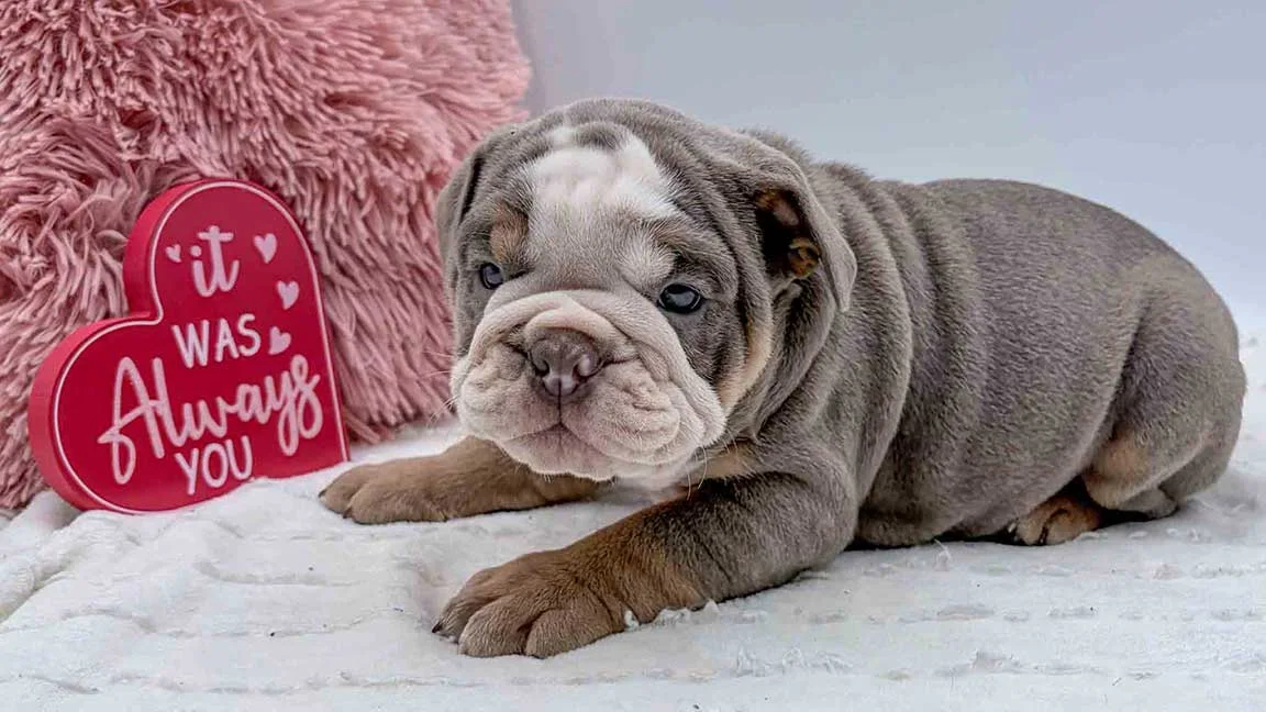 Mini Bulldog puppy lyong on a white blanket