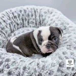black and shite pup with white markings on ear lying on dog bed
