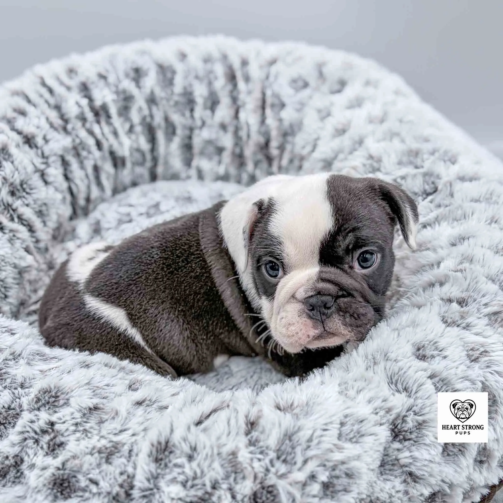 black and shite pup with white markings on ear lying on dog bed