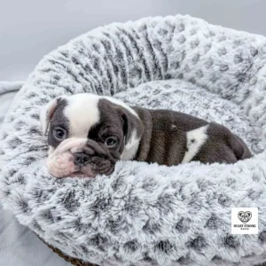 black and white pup in dog bed