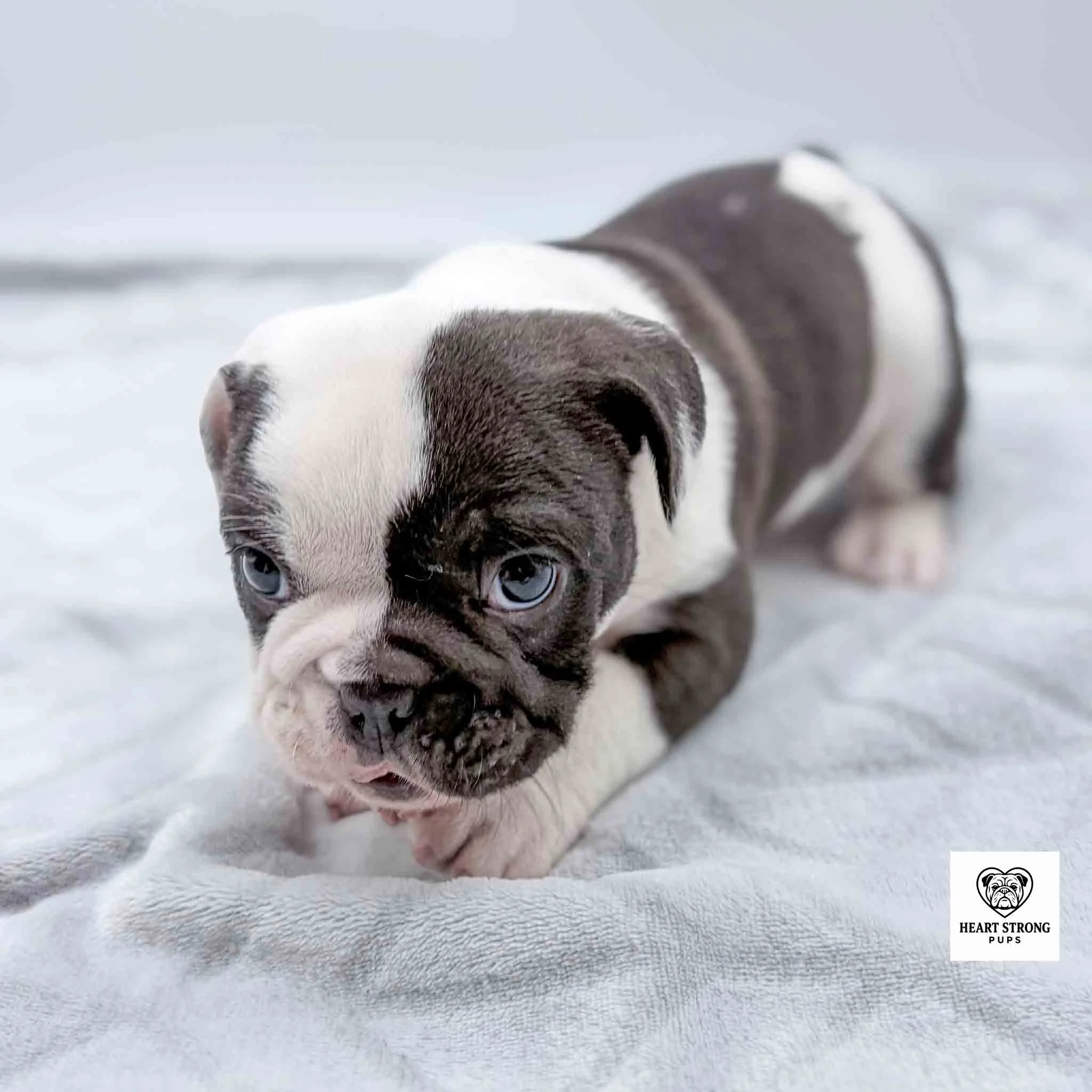 white and black baby pup lying on blanket