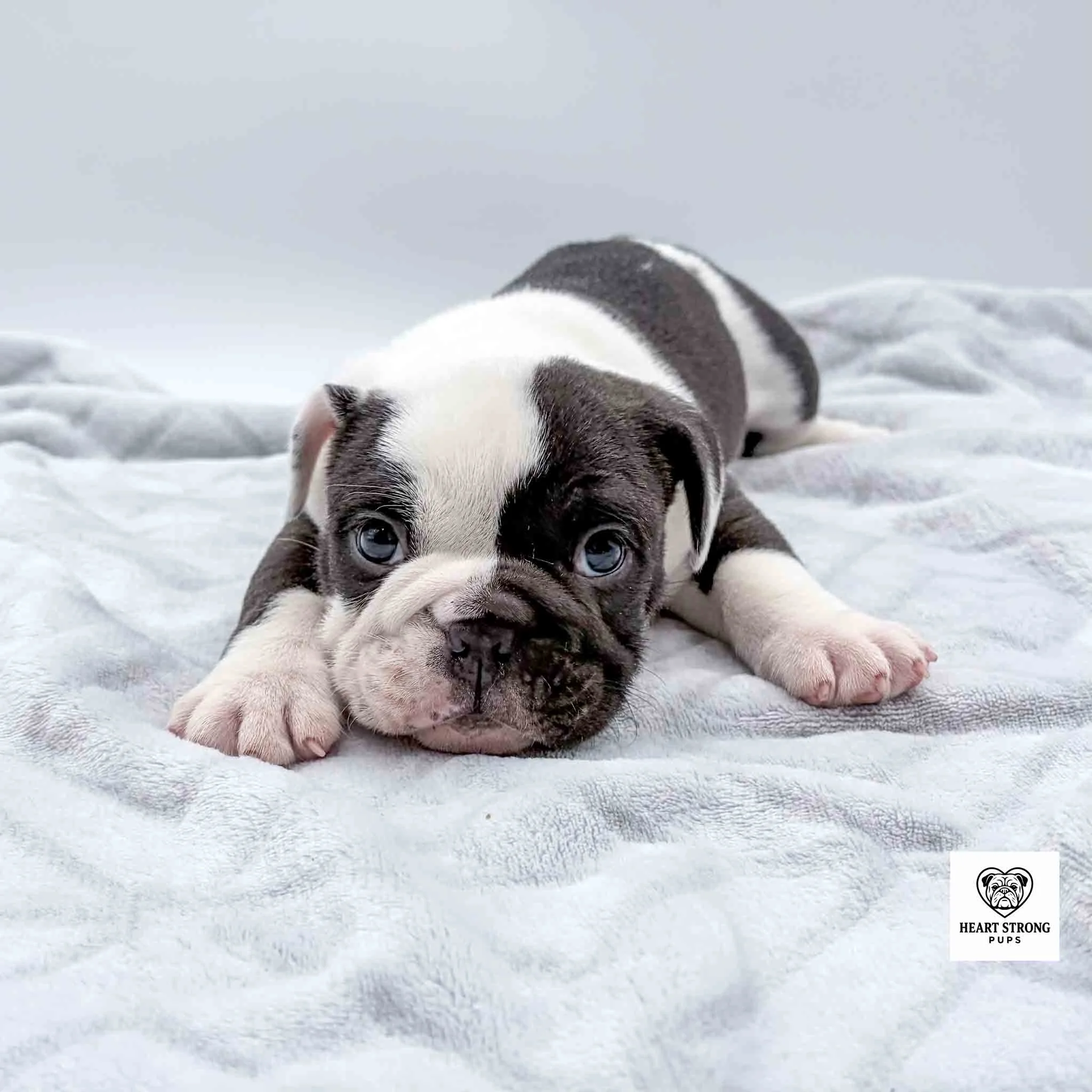 black and white pup stretched out on blanket
