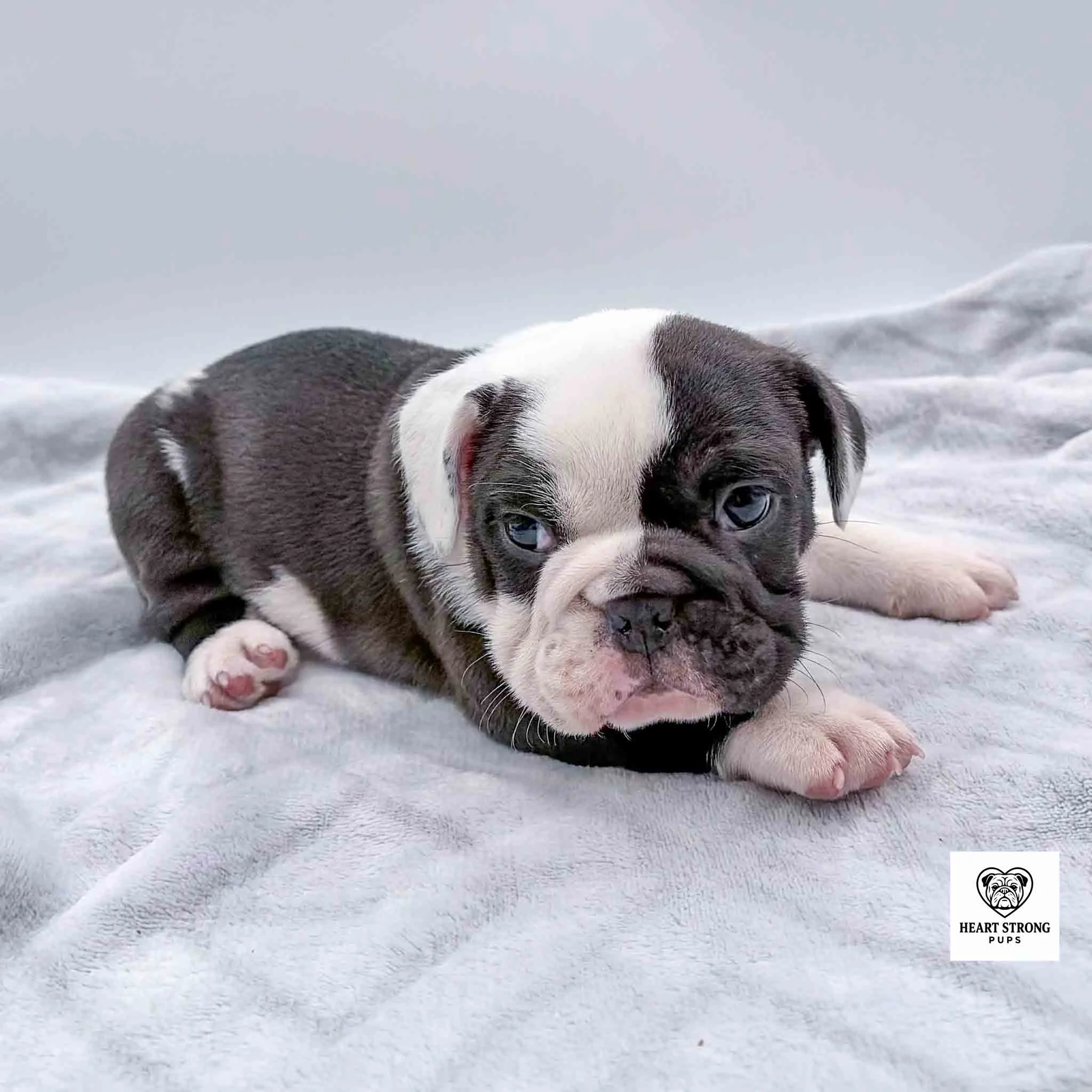 little black and white pup with white paws