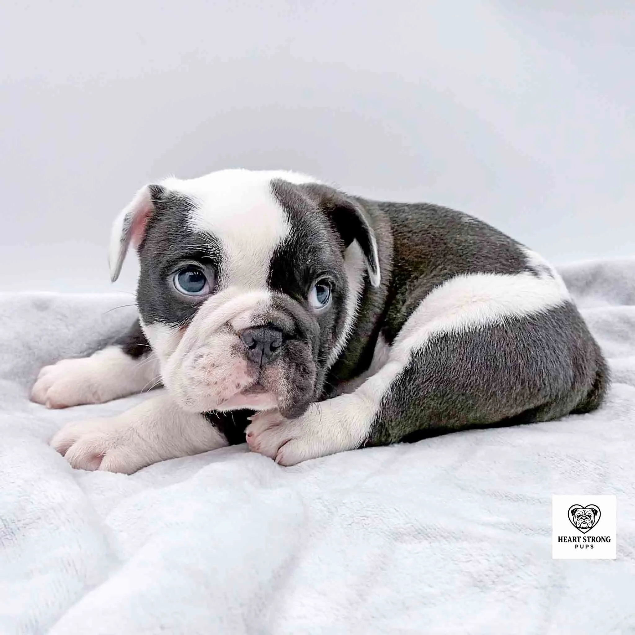 small black and white pup lying on gray blanket