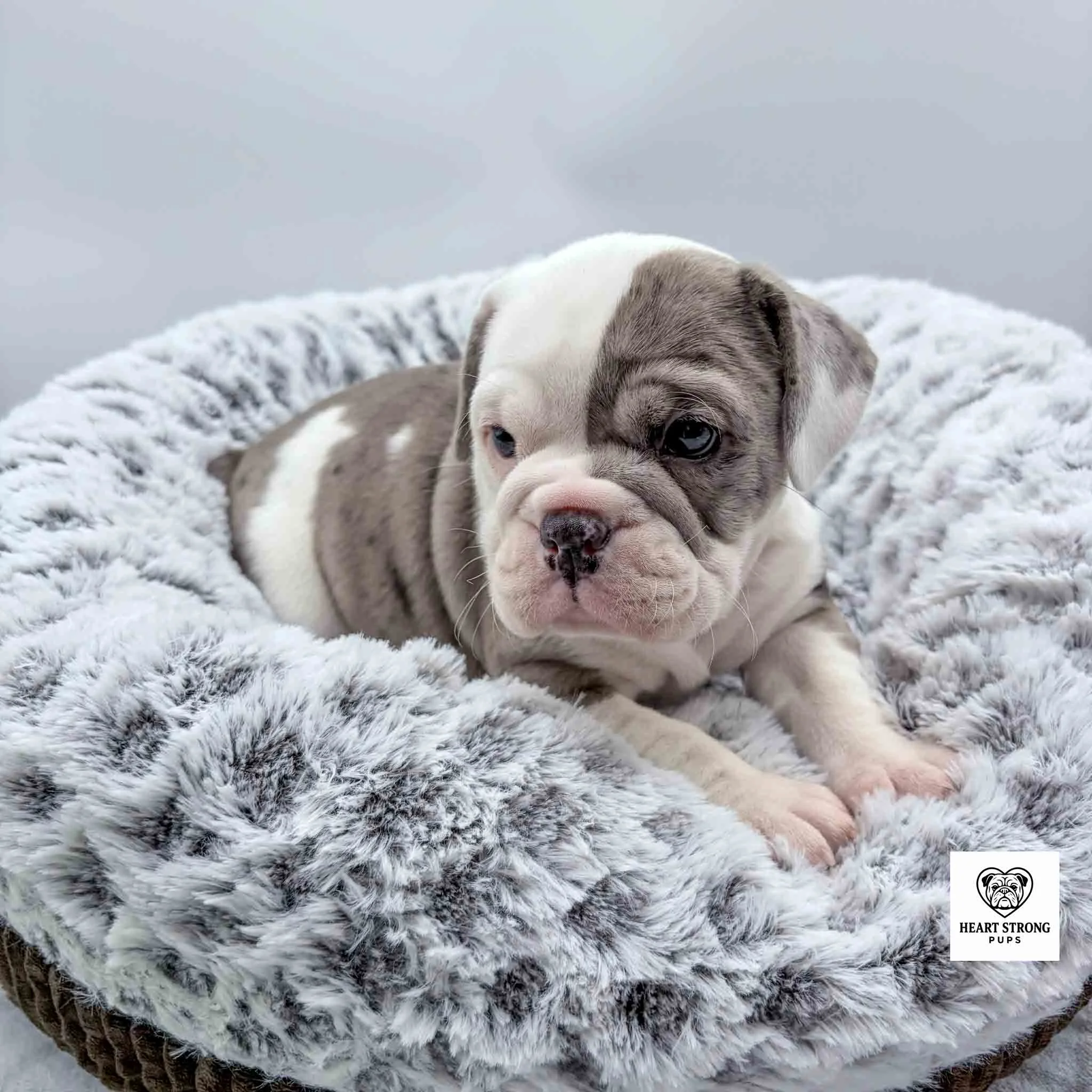 gray and white pup lying in pup bed