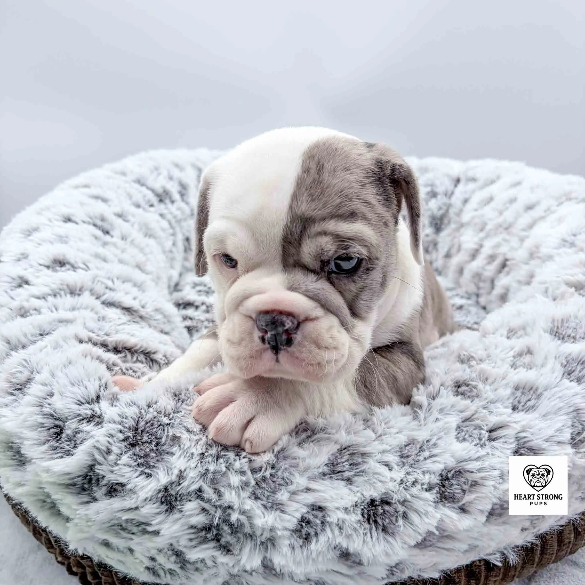 gray and white pup in dog bed leaning on the edge