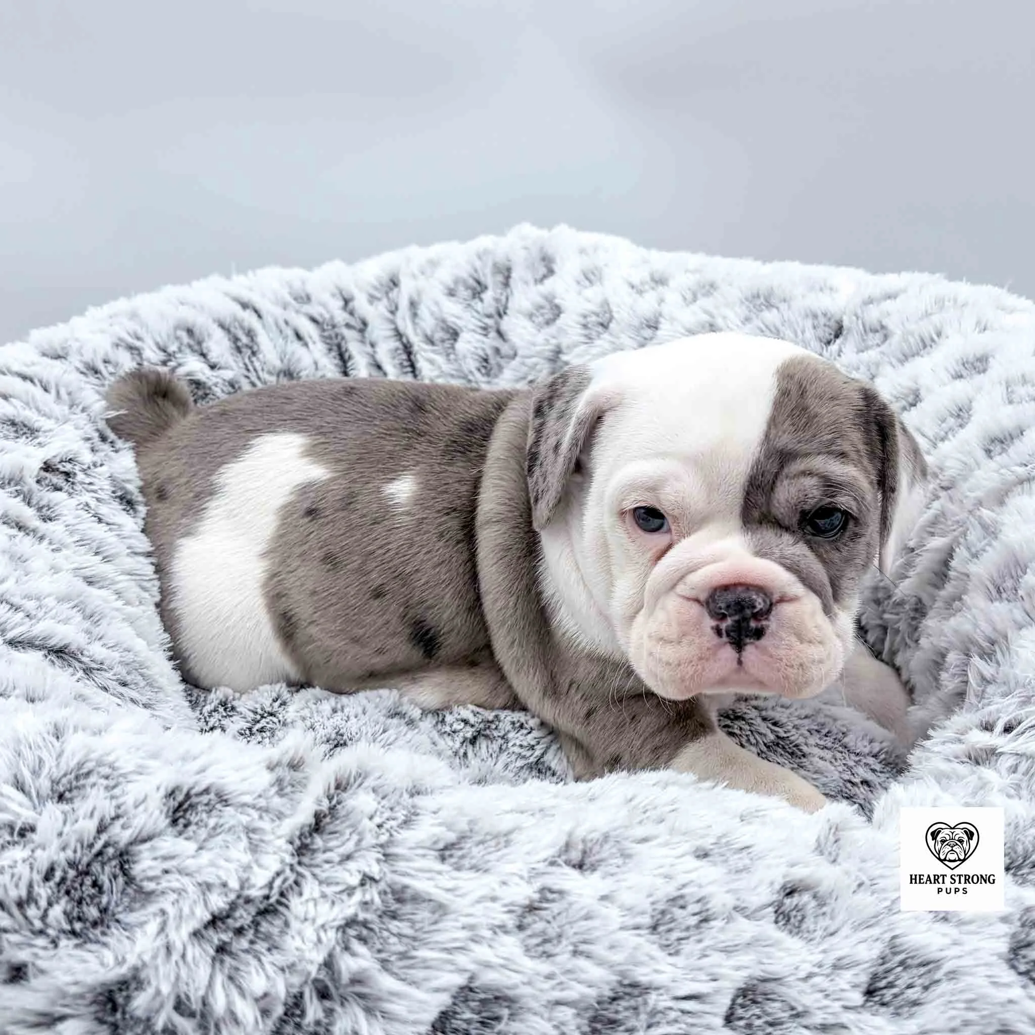 gray and white pup lying in a white dog bed