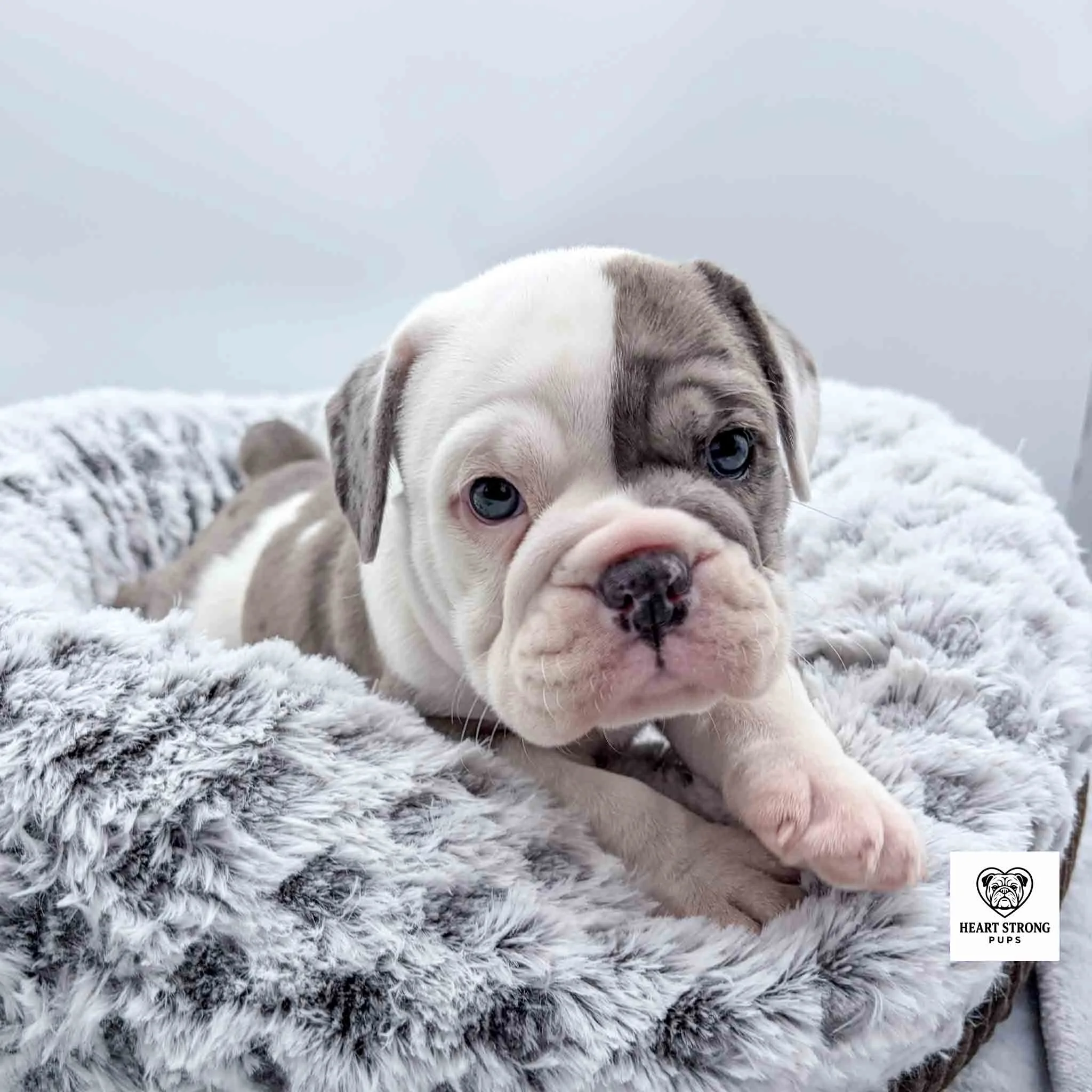 grey and white pup lying in gray and white dog bed