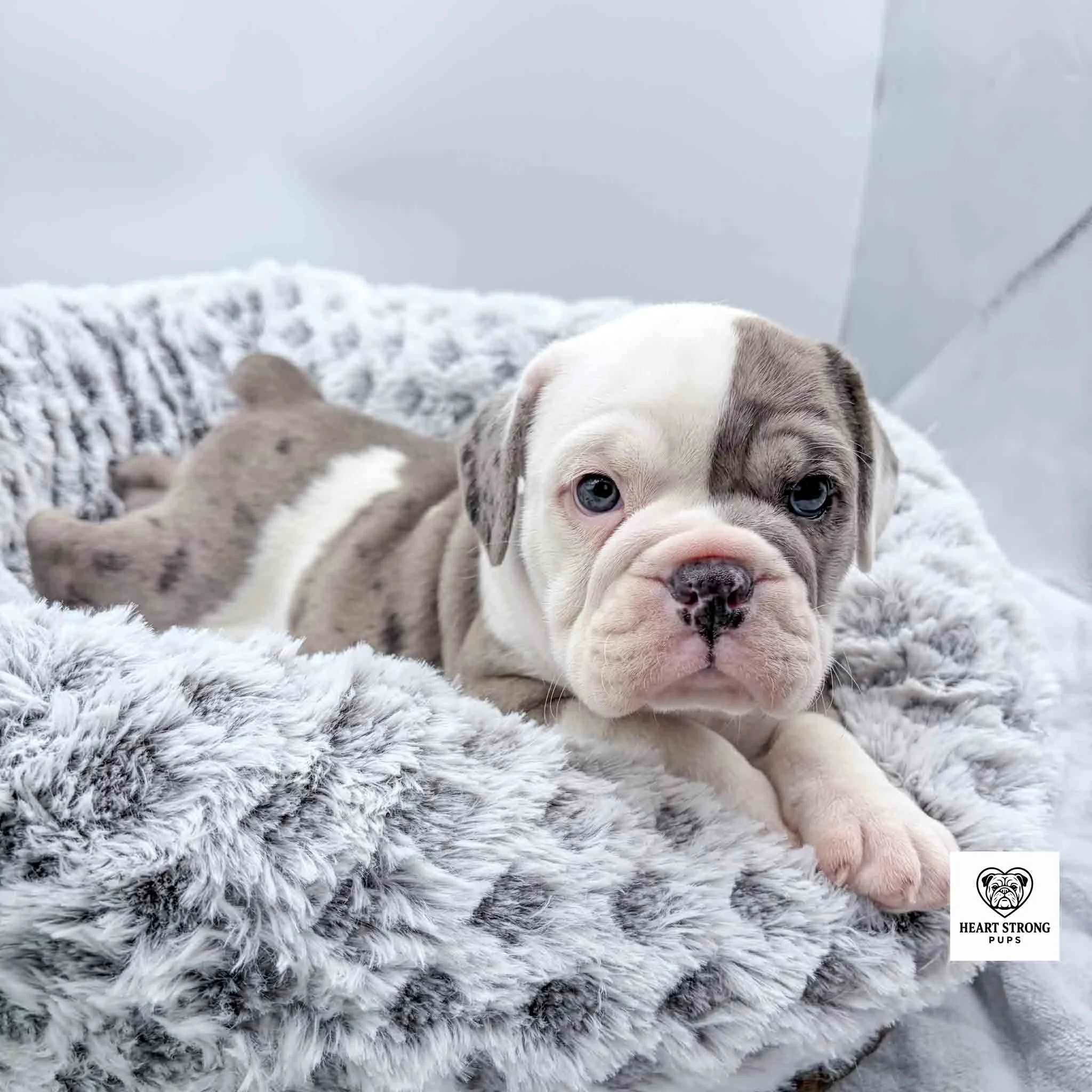 grey and white pup lying in dog bed