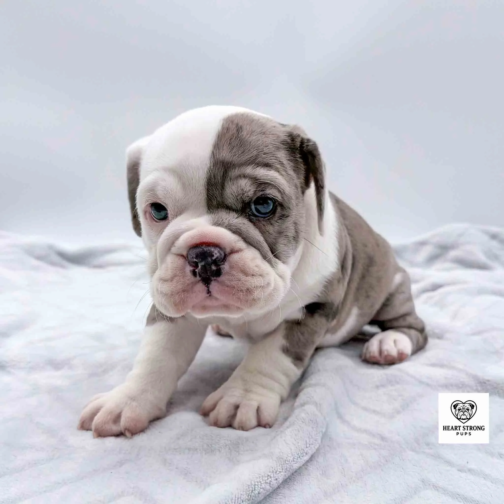 half gray and half white face, wrinkled up white nose